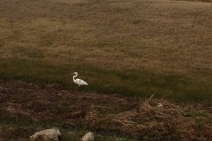 Another solitary egret