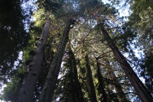 Not Central Park, Muir Woods in CA. Photo by Logan Dent