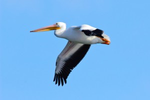 White Pelican Flying Alone