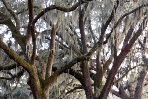 Graceful trees in South Carolina.  Photo by Bojinka Bishop