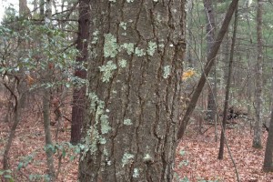 Even close up, beauty can be found in trees.