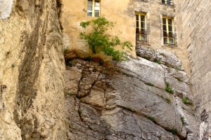 Trees can be found in the strangest places... this small tree clings to life in Avignon, France. Photo by Bojinka Bishop.