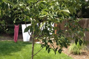 My unobtrusive clothesline - two posts, a retractable line that pulls out wen i want to use it. 