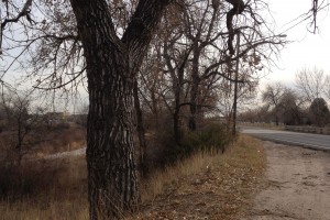 Trees by a public bike trail.