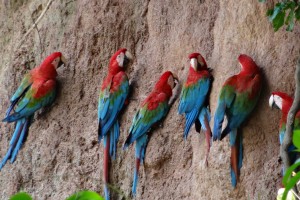 birds in Amazon 2