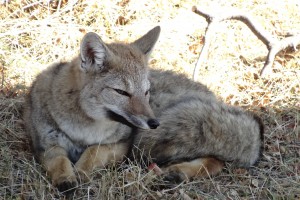 fox in torres del paine